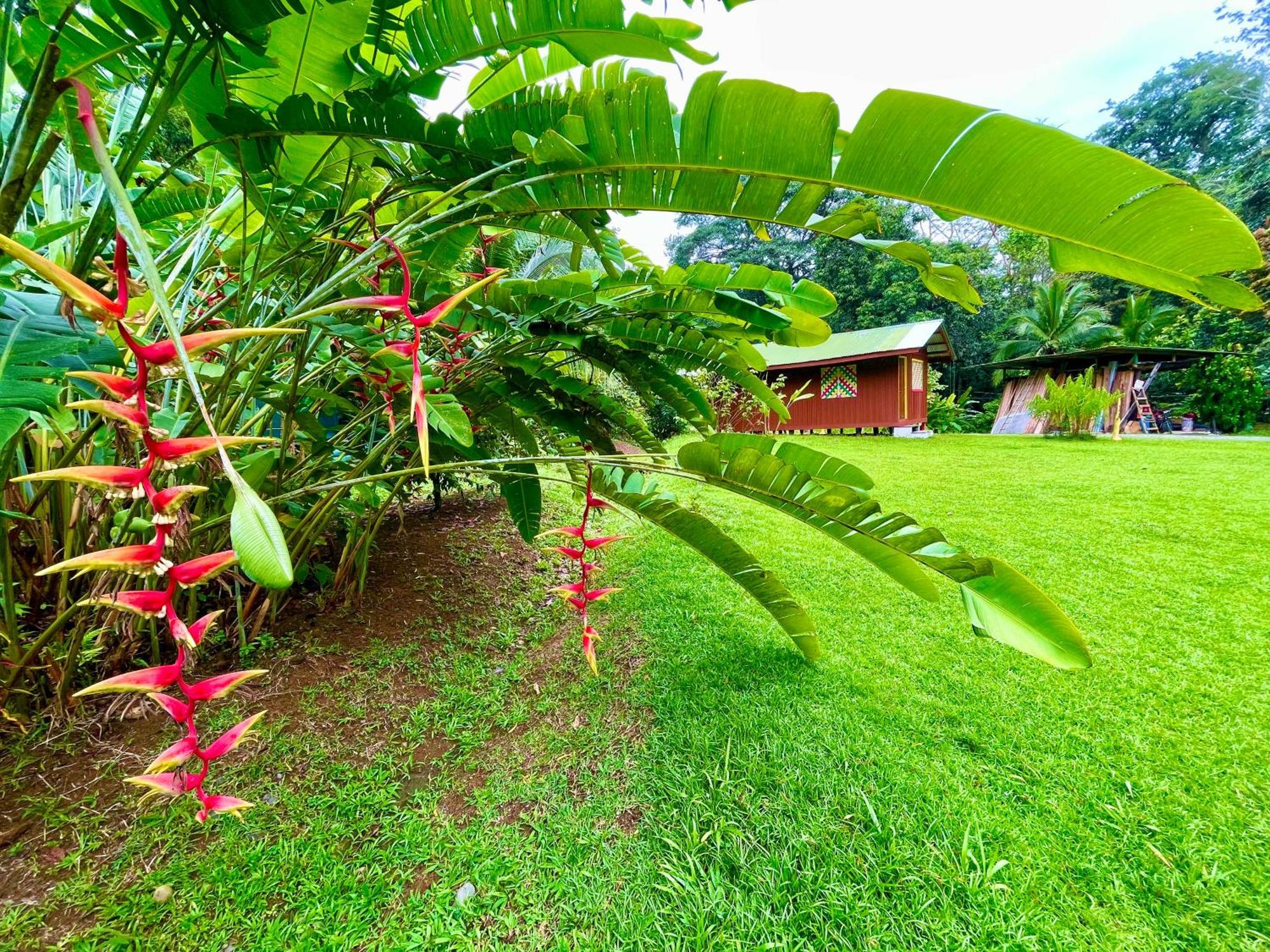 Alouatta Lodge And Canopy Cahuita Zewnętrze zdjęcie
